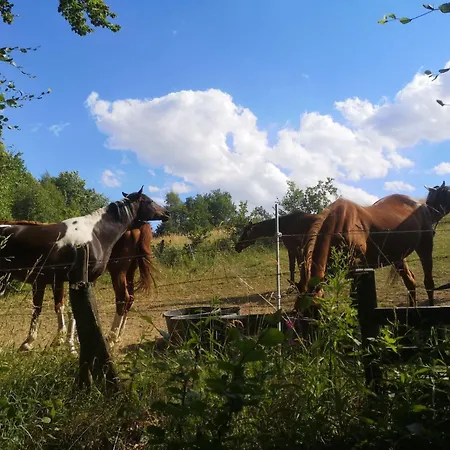 Diemelseeholiday Im Sauerland By Interhome Lejlighed